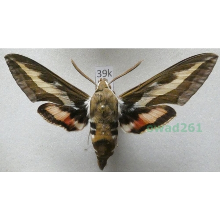 Hyles gallii (Rottemburg, 1775) Czech 68mm39k